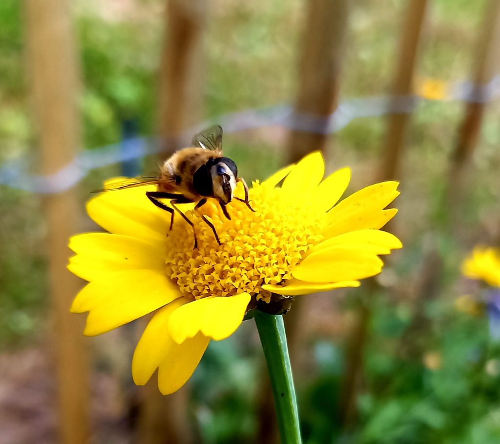 Biene auf gelber Blüte 4