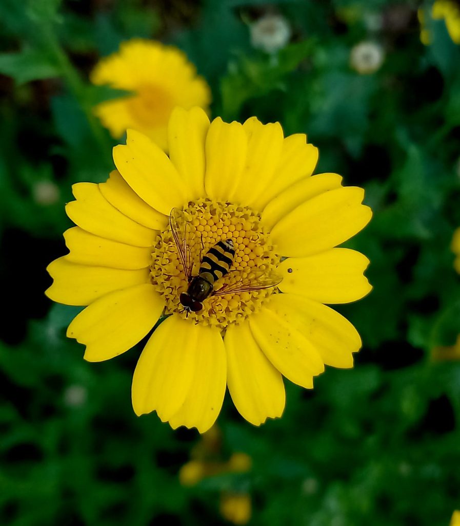 Biene auf gelber Blüte 1 Draufsicht